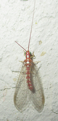 Dysochrysa furcata