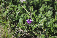 Astragalus lindheimeri