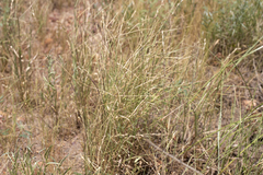 Uranthoecium truncatum