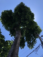 Pterygota brasiliensis