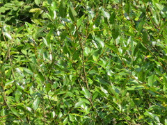 Salix lucida lucida