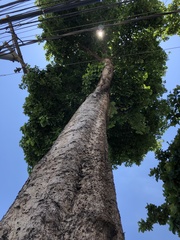 Pterygota brasiliensis