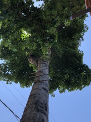 Pterygota brasiliensis
