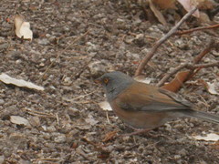 Junco bairdi