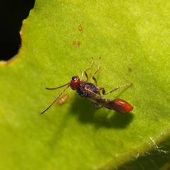Aridelus rufotestaceus