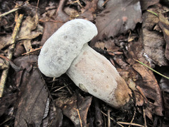 Hypomyces boletiphagus