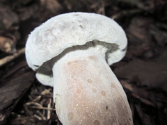 Hypomyces boletiphagus