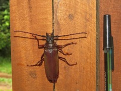 Orthomegas cinnamomeus