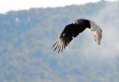 Coragyps atratus foetens