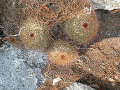 Mammillaria petrophila petrophila