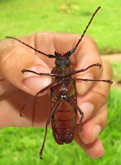 Orthomegas cinnamomeus