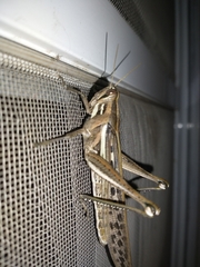 Schistocerca cancellata