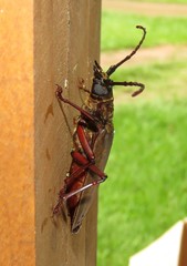 Orthomegas cinnamomeus