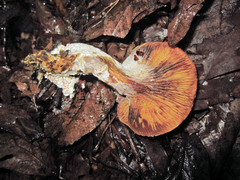 Hypomyces chlorinigenus