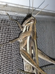 Schistocerca cancellata