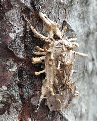 Akanthomyces aculeatus