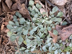 Packera antennariifolia