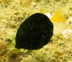 Prionurus microlepidotus