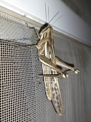 Schistocerca cancellata