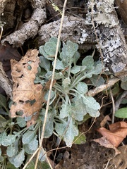 Packera antennariifolia