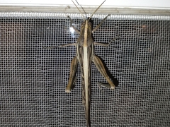 Schistocerca cancellata