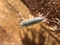 Platorchestia platensis