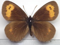 Erebia niphonica