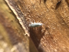 Platorchestia platensis