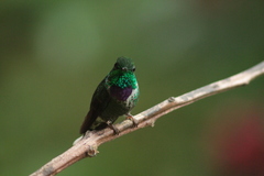 Urosticte benjamini