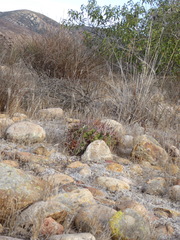 Ferocactus viridescens