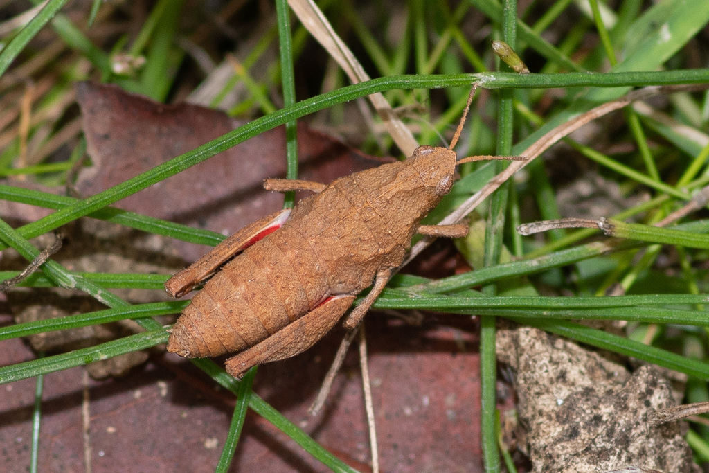 Moluchacris nigripes