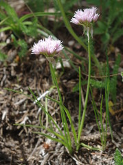 Allium geyeri
