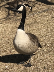 Branta canadensis