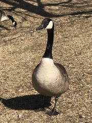 Branta canadensis