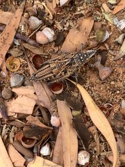 Monistria pustulifera