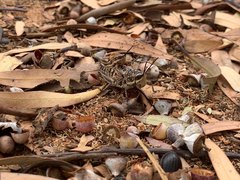 Monistria pustulifera