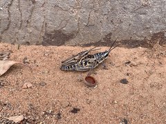 Monistria pustulifera