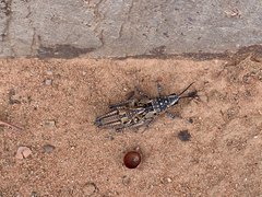 Monistria pustulifera