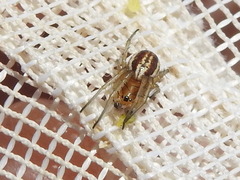 Araneus pratensis