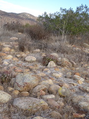 Ferocactus viridescens