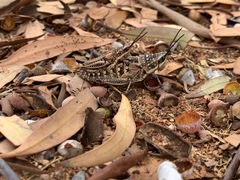 Monistria pustulifera