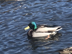 Anas platyrhynchos