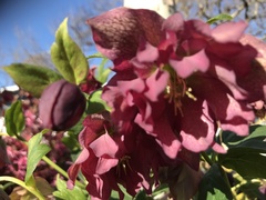 Helleborus