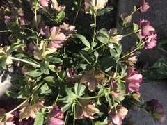 Helleborus