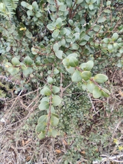 Syzygium buxifolium