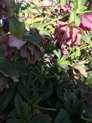 Helleborus