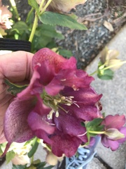 Helleborus