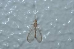 Chrysoperla nipponensis