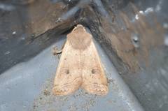 Orthosia lizetta