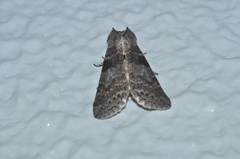 Neoploca arctipennis